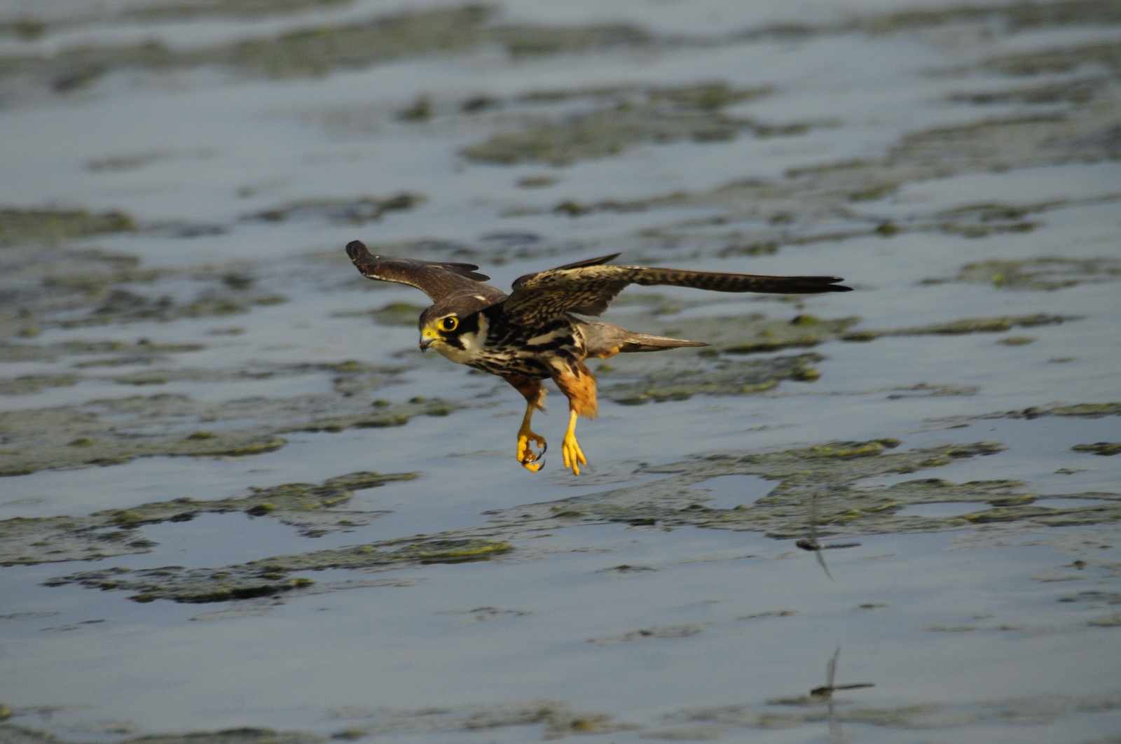 Lodolaio in volo